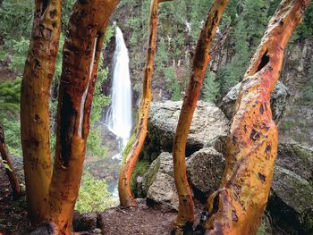 Madrone Trees And Barr Creek Falls, Mill Creek Recreation Area, Oregon screenshot