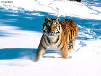 Majestic Grace, Siberian Tiger screenshot