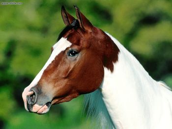 Make My Day Arabian Pinto screenshot
