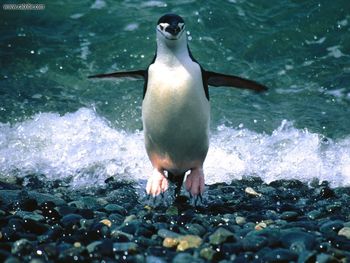 Making An Entrance Chinstrap Penguin screenshot