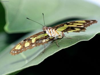 Malachite Butterfly screenshot