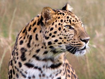 Male Amur Leopard, Wildlife Heritage Foundation, United Kingdom screenshot