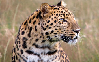 Male Amur Leopard Wildlife Heritage UK screenshot