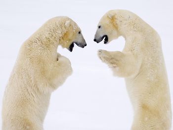 Male Bears Sparring Canada screenshot