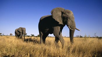 Male Elephants, Botswana, Africa screenshot
