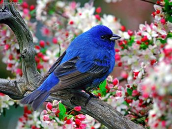 Male Indigo Bunting screenshot