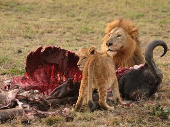 Male Lion And Cub Chitwa In South Africa screenshot