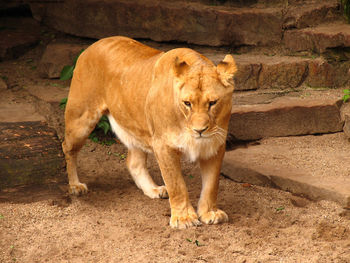 Male Lion screenshot