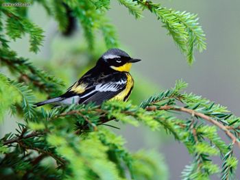 Male Magnolia Warbler screenshot