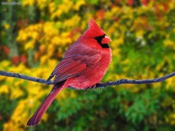 Male Northern Cardinal screenshot