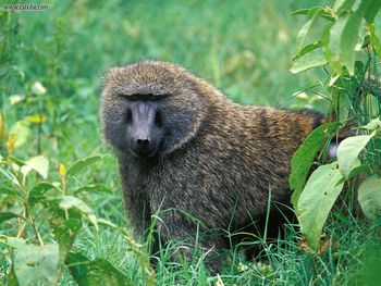 Male Olive Baboon Lake Nakuru National Park Kenya screenshot