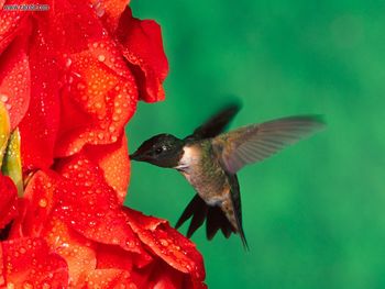 Male Ruby Throated Hummingbird screenshot