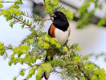 Male Rufous Sided Towhee screenshot