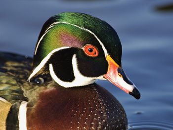 Male Wood Duck Aix Sponsa screenshot