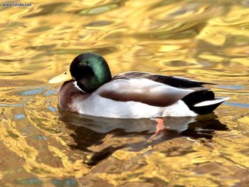 Mallard Duck Indianapolis Indiana screenshot