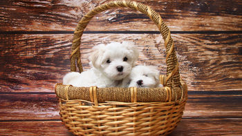 Maltese Dogs screenshot