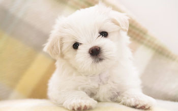 Maltese Puppy screenshot