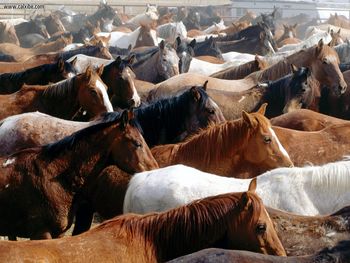 Mantle Horses Wyoming screenshot