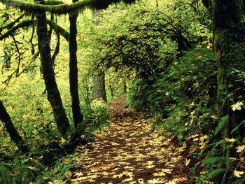 Maple Lined Silver Creek Trail Silver Falls Oregon screenshot