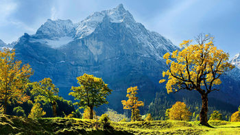 Maple Trees Snow Mountains Austria screenshot