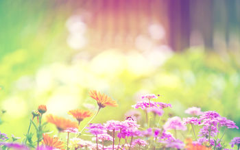 Marigold Lilac Purple Flowers screenshot