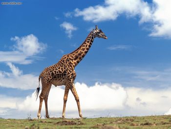 Masai Giraffe Masai Mara Kenya screenshot