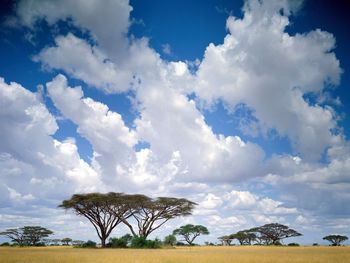 Masai Mara Game Reserve, Kenya screenshot