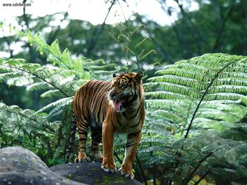 Master Of His Domain Sumatran Tiger screenshot