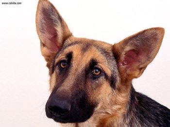 Max German Shepherd Hound screenshot