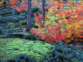 Mc Kenzie Lava Fields Willamette National Forest Oregon screenshot