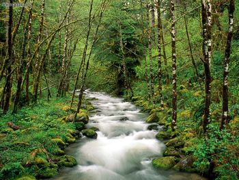 Mc Kenzie River Willamette National Forest Oregon screenshot