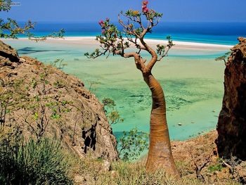Me Bottle Tree Qalansia Beach Lagoon Socotra Island Yemen screenshot