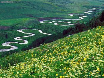 Meadow Parsley Gunnison National Forest Colorado screenshot