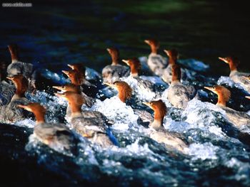 Merganser Ducks Russian River Alaska screenshot