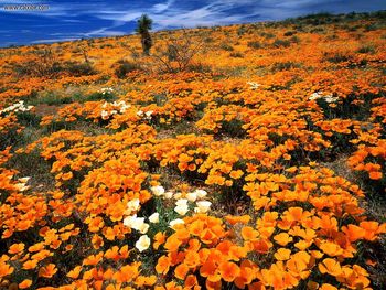 Mexican Gold Poppies Cochise County Arizona screenshot