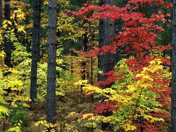 Michigan Colors screenshot