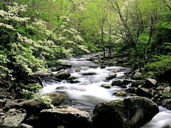 Middle Prong River And Dogwoods Great Smoky Mountains Tennessee screenshot
