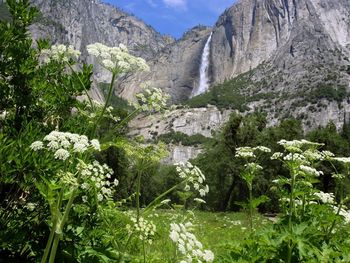 Milkweed And Upper Yosemite Falls, Yosemite National Park, California screenshot