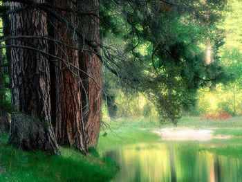 Misty Reflections Yosemite National Park California screenshot