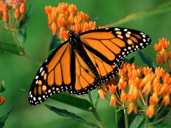 Monarch Butterfly screenshot