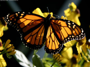 Monarch screenshot