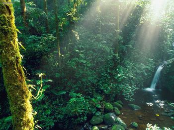 Monteverde Cloud Forest Costa Rica screenshot