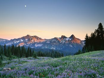 Moon Rising Over The Tatoosh Range, Mount Rainier National P screenshot