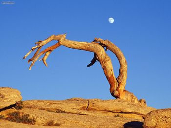 Moonrise Over Jeffrey Pine Sentinal Dome Yosemite National Park California screenshot