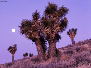 Moonrise Over Joshua Trees Death Valley National Park California screenshot