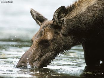 Moose Georgetown Lake Montana screenshot