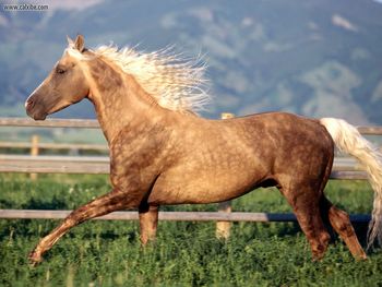 Morgan Stallion Horse screenshot