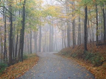 Morning Fog Percy Warner Park Nashville Tennessee screenshot