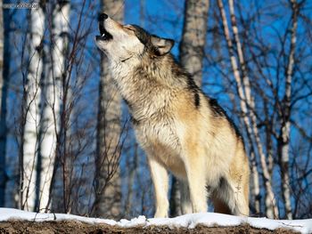 Morning Howl Howling Wolf screenshot