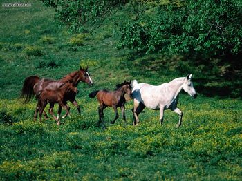 Morning Jog Arabian Horses screenshot